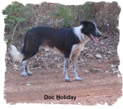 ABCA Seal and Whit male Border Collie at 9 months of age